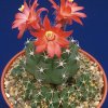 Matucana_senilis